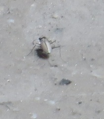 Habroscelimorpha dorsalis saulcyi