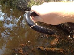 Amphiuma tridactylum