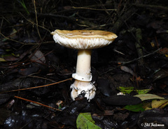 Amanita toxica