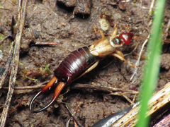 Forficula auricularia