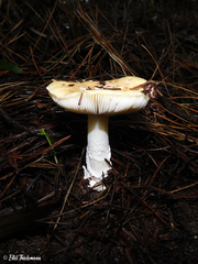 Amanita toxica