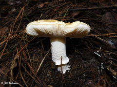 Amanita toxica