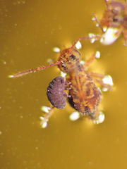 Collembola