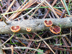 Anthracophyllum discolor