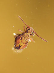 Symphypleona