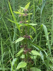 Stachys mexicana