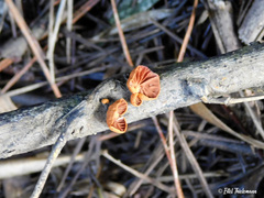 Anthracophyllum discolor