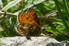 Melitaea varia