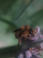 Anthophora furcata