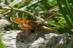 Melitaea varia