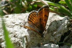 Melitaea varia