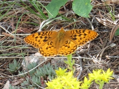 Speyeria coronis halcyone