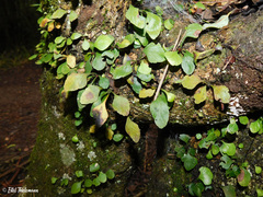 Asplenium trilobum