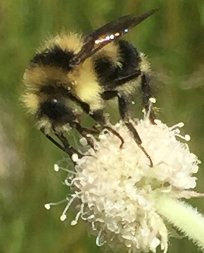 iNaturalist observation photo of Black-tailed Bumble Bee