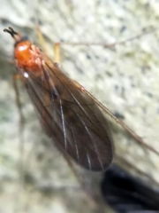 Ditomyiidae