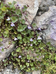 Cymbalaria muralis
