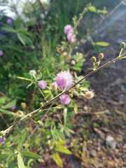 Mimosa hamata