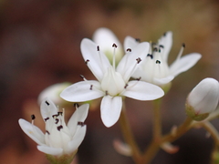Sedum album