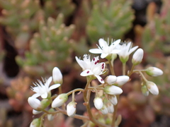Sedum album