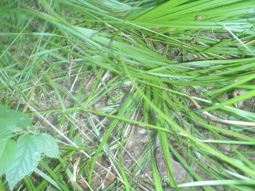 Lithobates pipiens