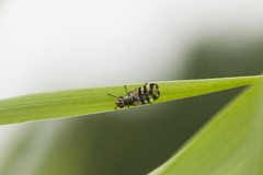 Ceroxys