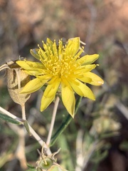 Mentzelia longiloba
