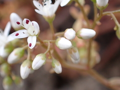 Sedum album