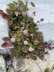 Persicaria capitata