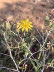 Mentzelia longiloba