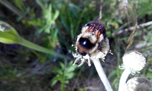iNaturalist observation photo of Black-tailed Bumble Bee