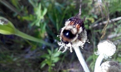 Bombus melanopygus