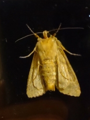 Apamea lithoxylaea