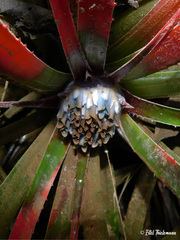 Fascicularia bicolor