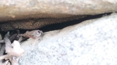 Tarentola mauritanica