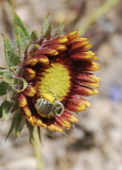 Halictus
