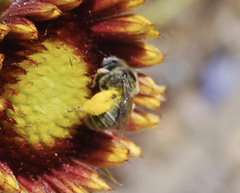 Halictus