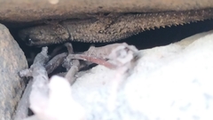 Tarentola mauritanica