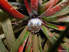 Fascicularia bicolor