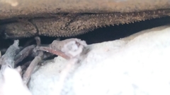 Tarentola mauritanica