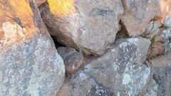 Tarentola mauritanica