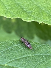 Agrilus lecontei lecontei