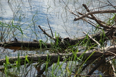 Chrysemys picta marginata