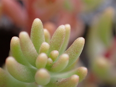 Sedum album