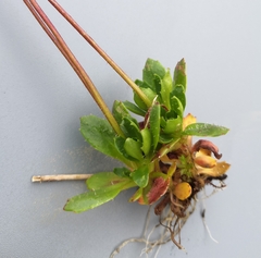 Micranthes stellaris robusta