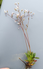 Micranthes stellaris robusta