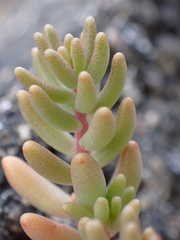 Sedum album