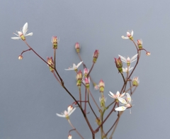 Micranthes stellaris robusta