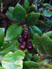 Gaultheria insana