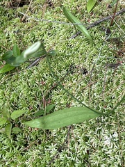 Platanthera clavellata