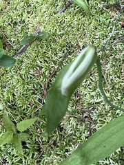 Platanthera clavellata